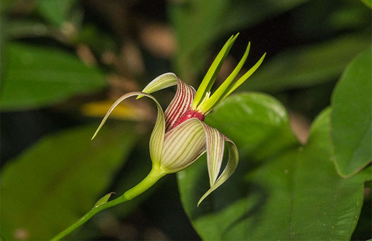 Thông tin về bách bộ