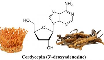 hàm lượng Cordycepin trong đông trùng hạ thảo