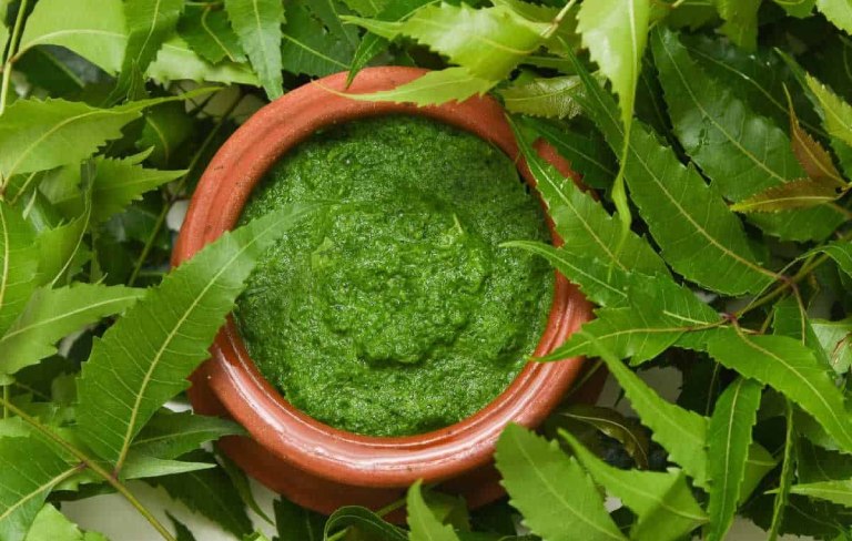 Công dụng của lá neem Ấn Độ