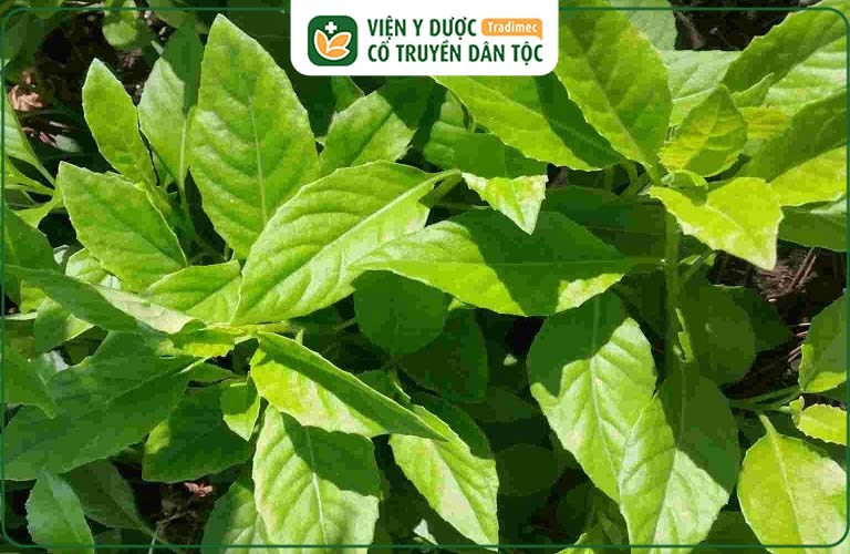 Cây Ô Rô Là Gì? Tìm Hiểu Tác Dụng Và Cách Dùng Trị Bệnh