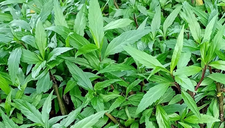 Cây Râu Mèo: Công Dụng Và Cách Dùng Chữa Bệnh Hiệu Quả