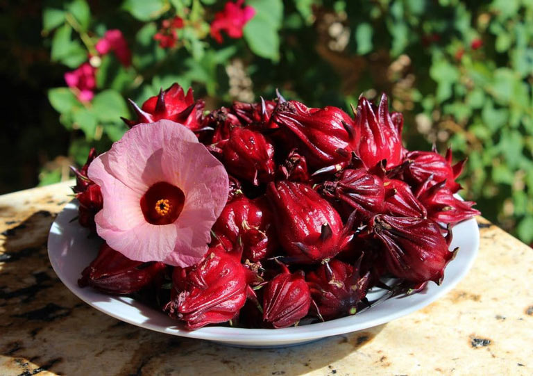 Hoa Atiso đỏ chính là hoa bụp giấm, tên tiếng Anh là Hibiscus sabdariffa