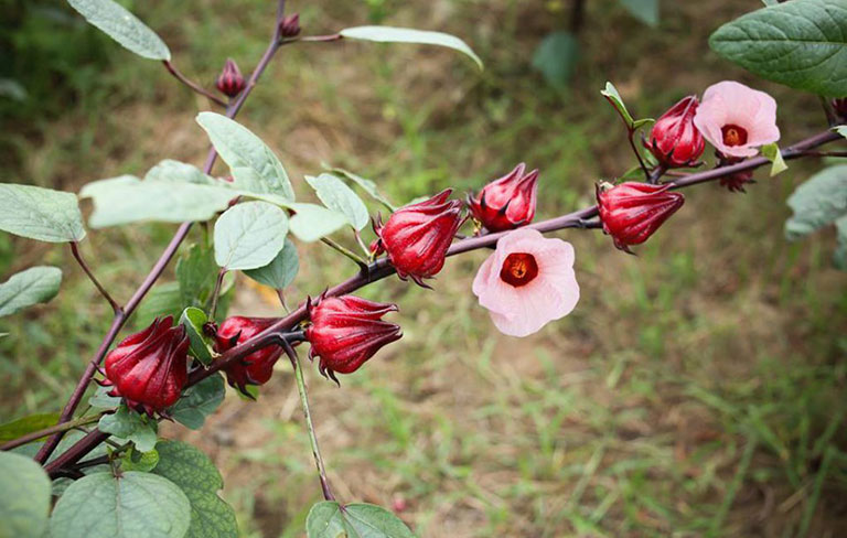 Cây hoa Hibiscus có nguồn gốc từ Châu Phi, nay được trồng tại nhiều nước