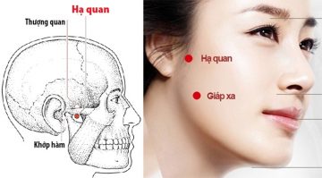 Huyệt Hạ Quan: Xác Định Vị Trí Và Công Dụng Chữa Bệnh