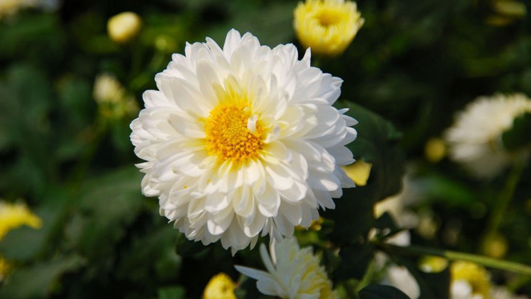 Loại hoa cúc trắng được dùng làm trà