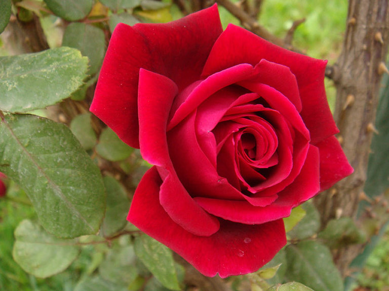 Hoa hồng mai khôi - Flos Rosae rugosae cũng được dùng làm trà, dược liệu