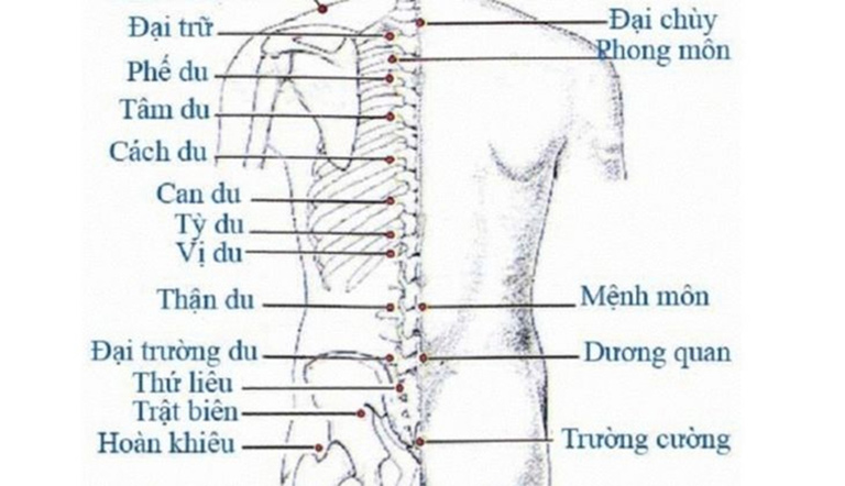 Phối huyệt Cách Du nâng cao tác dụng cải thiện sức khỏe