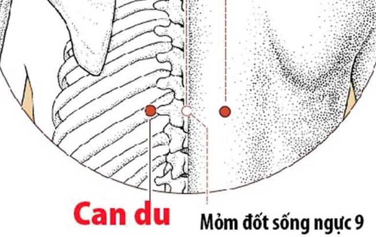 Huyệt Can Du nằm trong 18 huyệt của kinh bàng quang