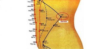 Huyệt Kinh Môn: Vị Trí, Tác Dụng Và Lưu Ý Khi Tác Động Trị Bệnh