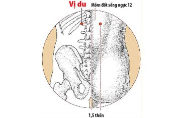 Huyệt Vị Du: Tìm Hiểu Vị Trí, Tác Dụng Và Hướng Dẫn Ứng Dụng Trong Trị Bệnh