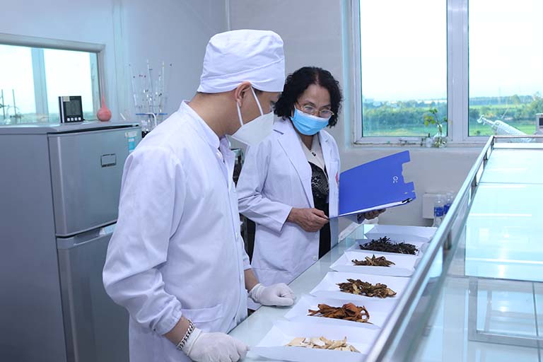 Bác sĩ Lê Phương kiểm định chất lượng thảo dược trong quá trình phục dựng bài thuốc