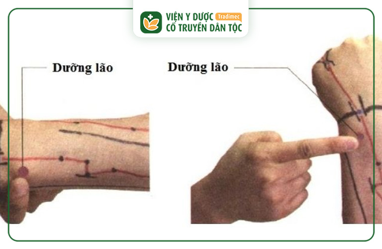 Huyệt Dưỡng Lão là vị trí huyệt có tác dụng minh mục và thư cân