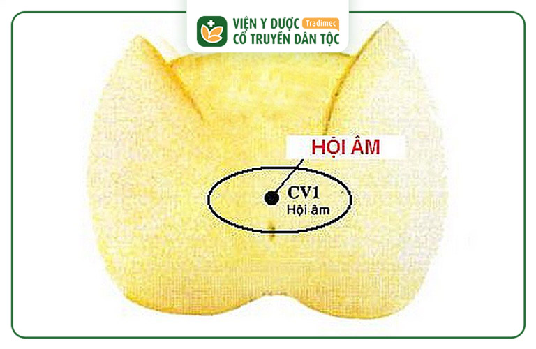 Huyệt Hội Âm nằm ở giữa bộ phận sinh dục ngoài và hậu môn