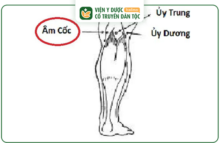 Vị trí của huyệt Âm Cốc trên cơ thể