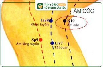 Huyệt Âm Cốc: Vị Trí, Tác Dụng, Cách Bấm Huyệt Hiệu Quả