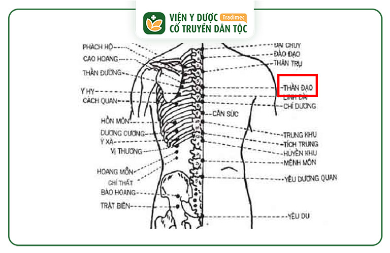 Hình ảnh minh họa huyệt Thần Đạo