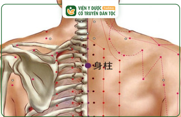 Huyệt Thân Trụ nằm ở sau gáy