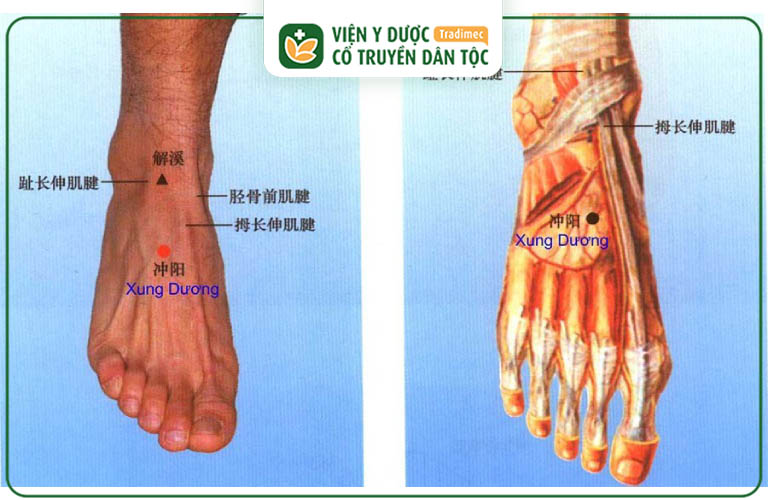 Huyệt Xung Dương là một huyệt đạo quan trọng của Y học cổ truyền