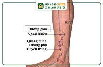 Huyệt Dương Giao: Vị Trí, Tác Dụng, Cách Châm Cứu Bấm Huyệt