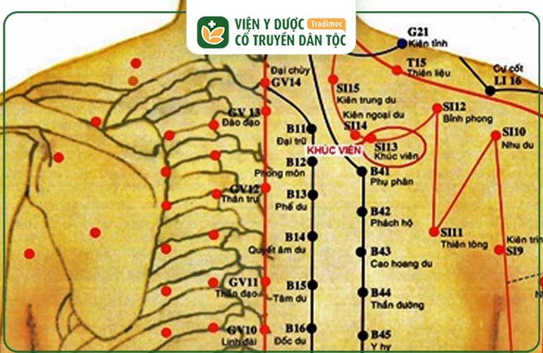 Huyệt Khúc Viên nằm ở vị trí sau lưng