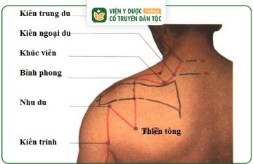 Huyệt Khúc Viên: Tác Dụng Và Hướng Dẫn Châm Cứu Bấm Huyệt