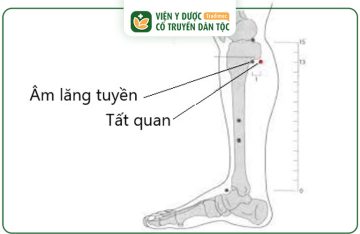 Huyệt Tất Quan: Vị Trí, Cách Tác Động Và Lợi Ích Cho Sức Khỏe