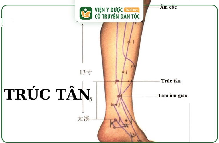 Huyệt Trúc Tân nằm ở vùng bắp chân, trên huyệt Tam Âm Giao