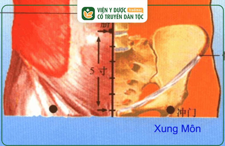 Vị trí của huyệt Xung Môn trên cơ thể