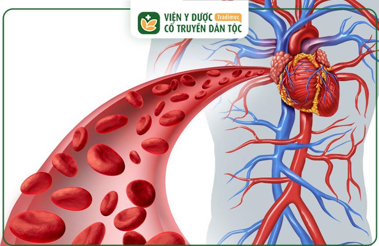 Các loại rau củ giúp chống oxy hóa và bảo vệ mạch máu