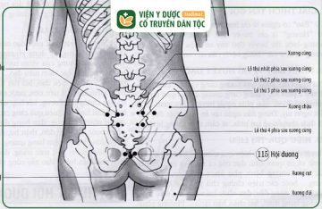 Huyệt Hội Dương: Vị trí, Công Dụng, Cách Châm Cứu Hiệu Quả