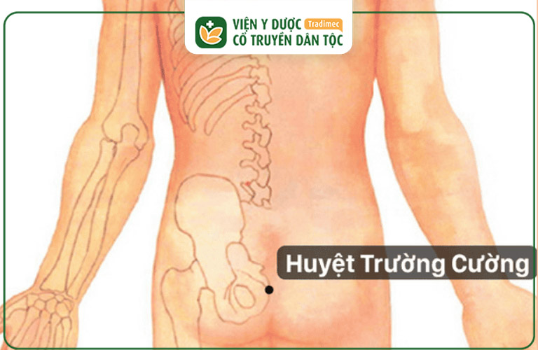 Vị trí của huyệt Trường Cường trên cơ thể