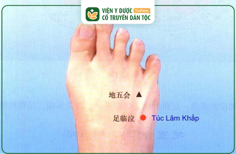 Huyệt Túc Lâm Khấp là huyệt đạo quan trọng trong hệ thống kinh mạch của Y học cổ truyền