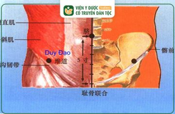 Huyệt Duy Đạo Là Gì? Vị Trí, Tác Dụng Và Cách Kích Thích