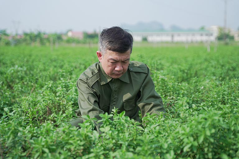 Đơn vị có các vườn dược liệu sạch nên chủ động được về nguồn dược liệu